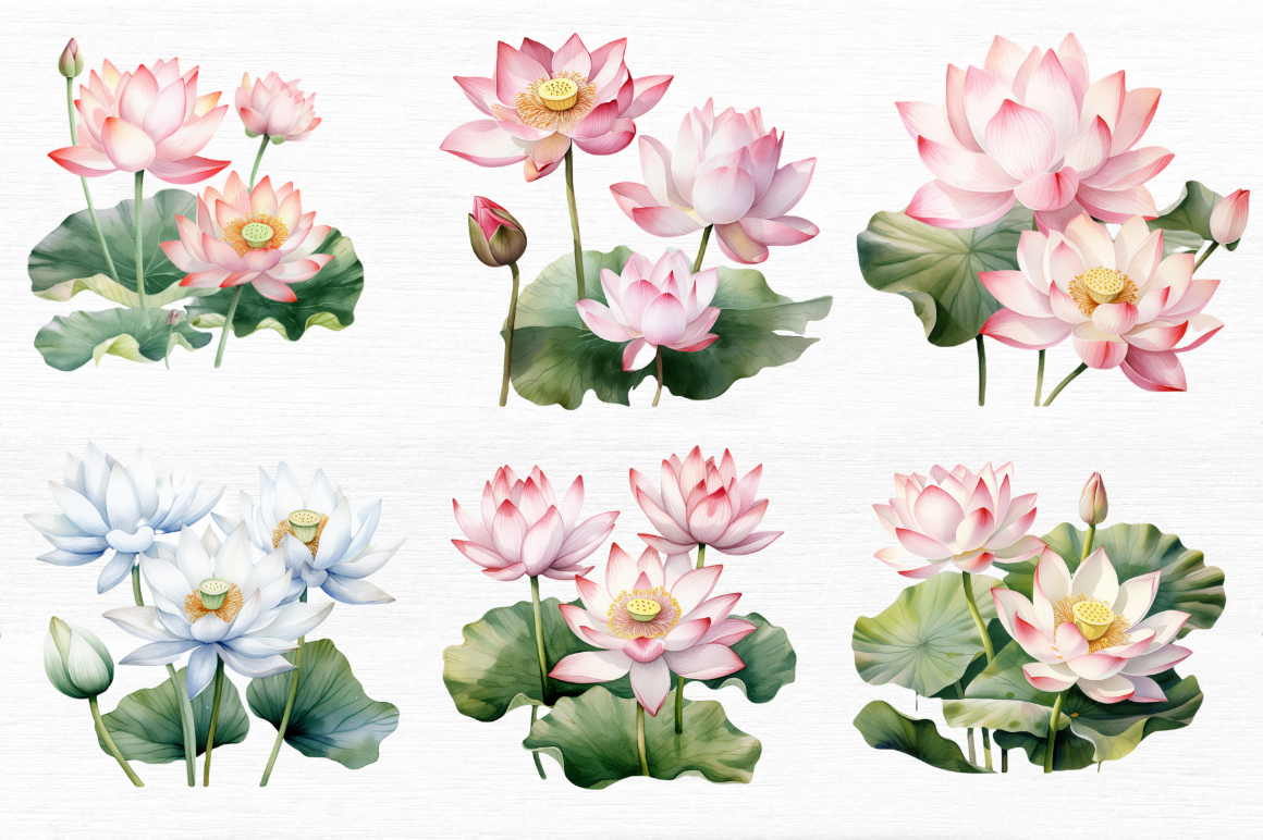 Lotus Flowers Watercolor Sublimation By Regulrcrative | TheHungryJPEG