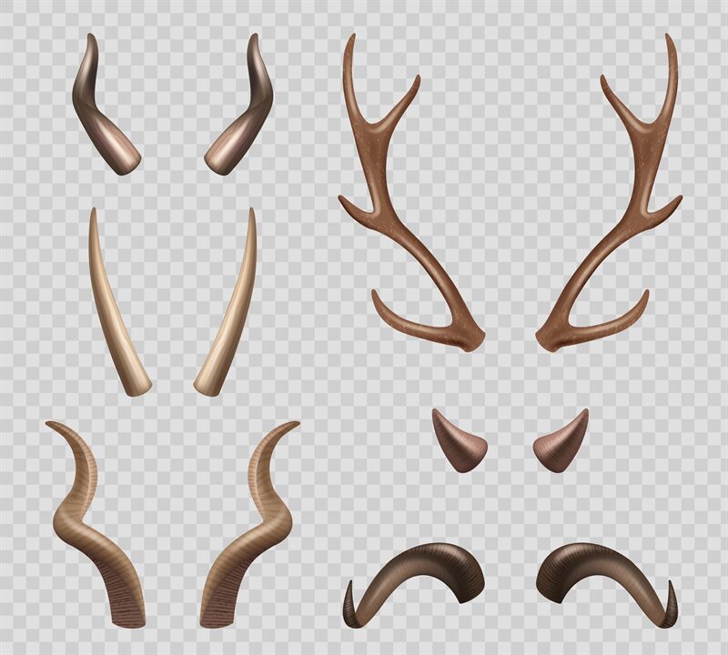 Animals horns. Moose sheep goat different types of horns decent vector By ONYX TheHungryJPEG