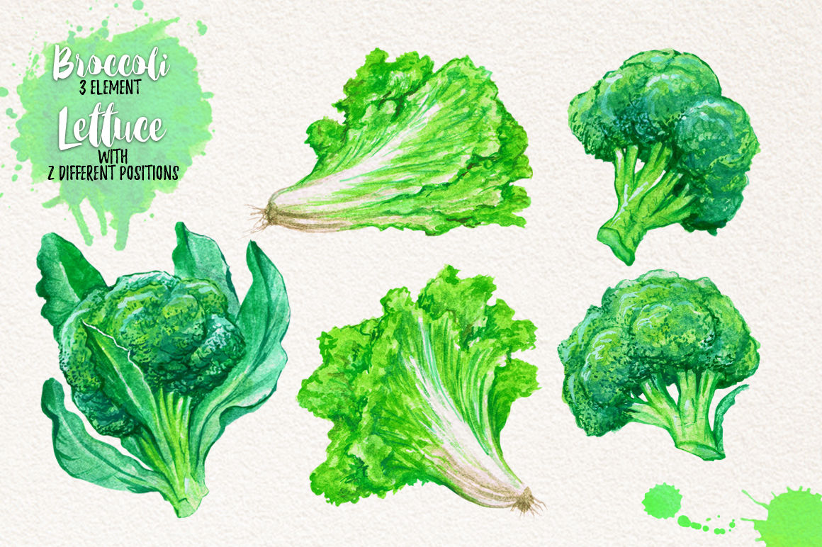 Spinach vegetable hand drawing Royalty Free Vector Image | Spinach, Vegetable  drawing, Vegetable illustration