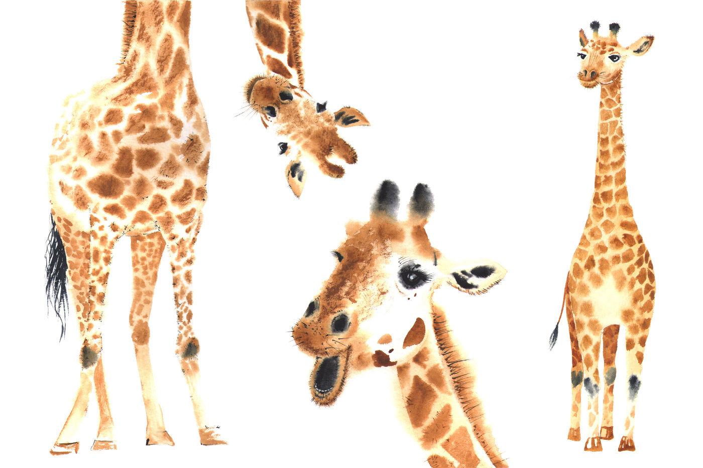 Download Watercolor Giraffes By Bonitas Art Thehungryjpeg Com