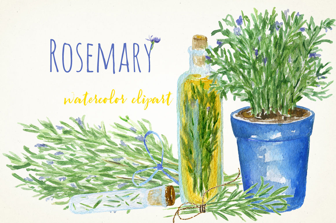 Rosemary Watercolor Clip Art By Labfcreations Thehungryjpeg Com