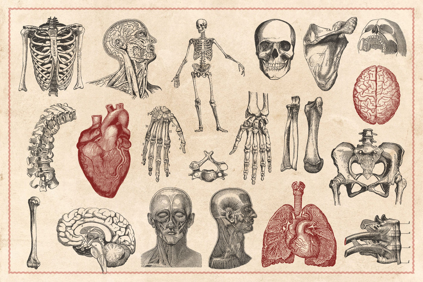 Vintage Anatomy Chart 8684