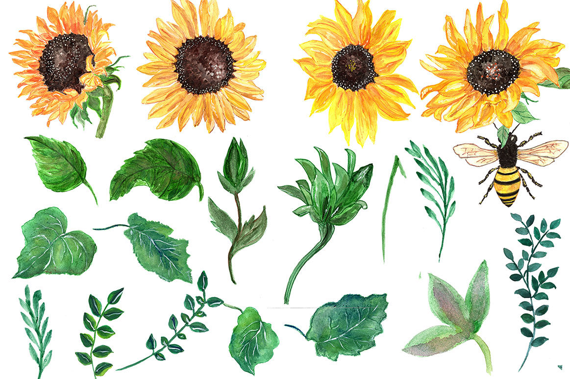 Free Free 77 Watercolor Sunflower Clipart Free SVG PNG EPS DXF File