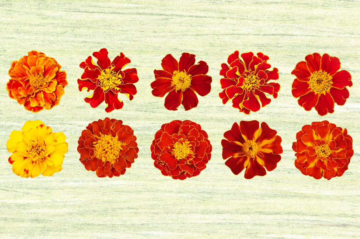 Marigold flowers By olga_rumm | TheHungryJPEG