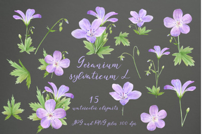Watercolor Geranium. Set of illustration