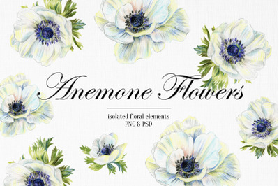 Wedding set of anemone flowers drawings