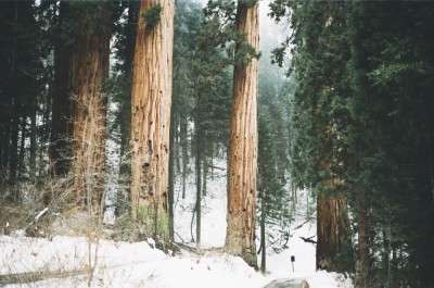 Snowy Forest