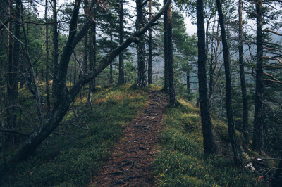 The Forest Path